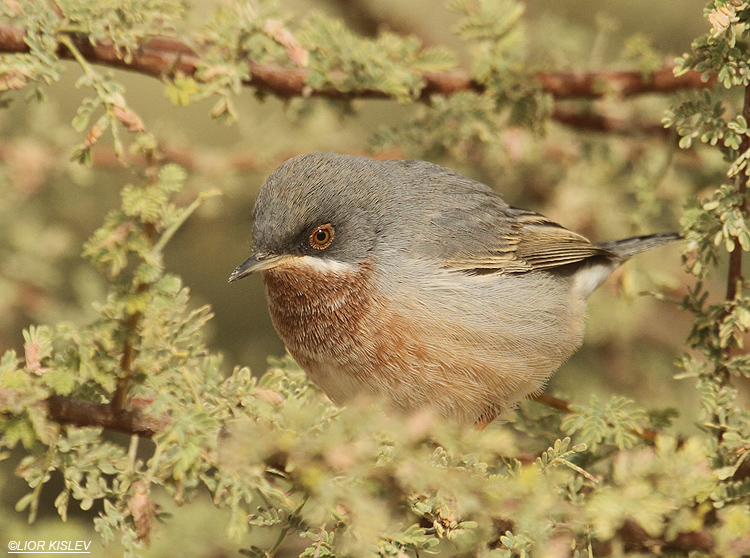 Subalpine Warbler  Sylvia cantillans Holand park,Eilat,15-03-12 .Lior Kislev